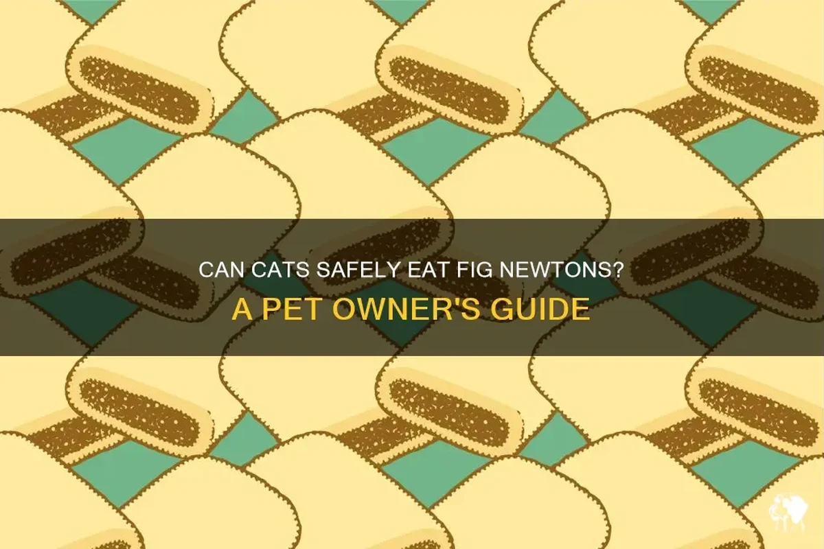 A cat looking curiously at a Fig Newton cookie.