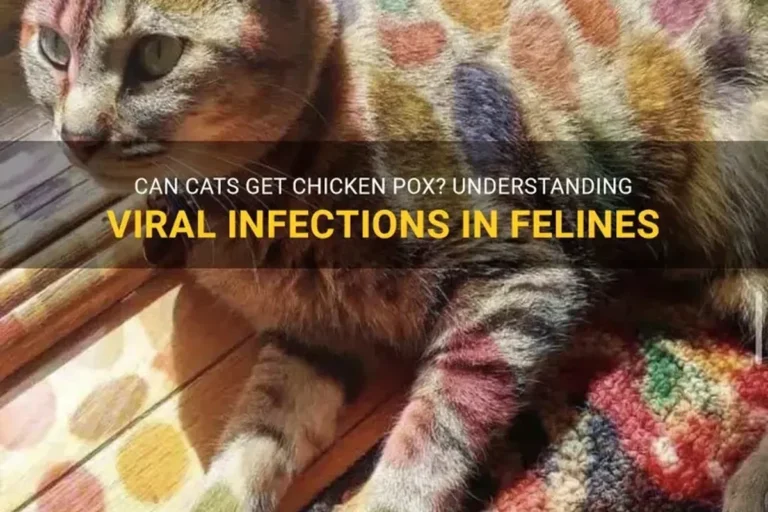 Can Cats Get Chicken Pox Understanding the Risks