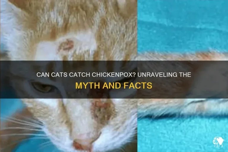 Can Cats Get Chickenpox Understanding Risks and Prevention