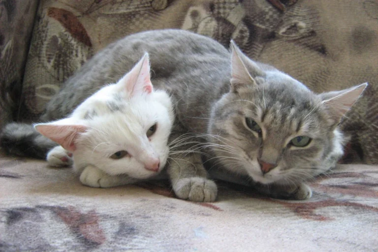 Why Do Cats Groom Each Other and What It Means for Bonding