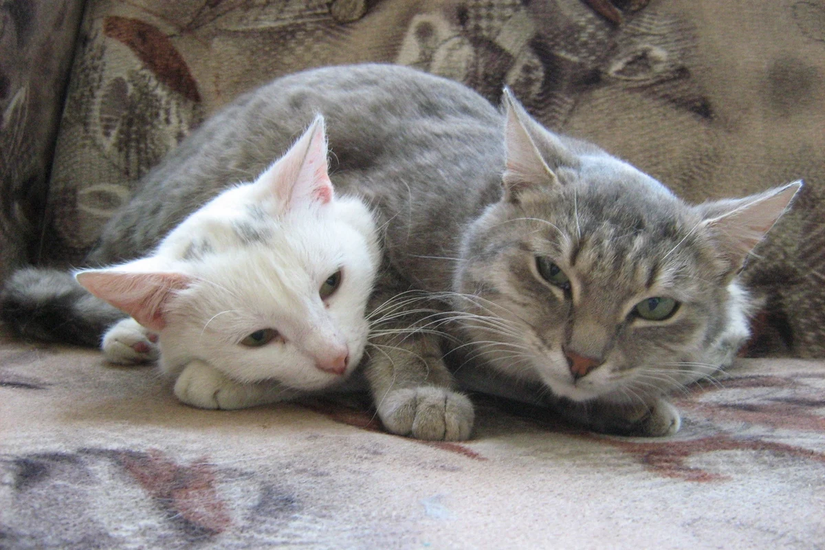 Cats grooming each other, showcasing feline bonding behavior