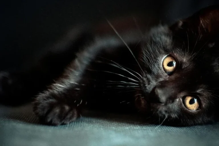 Are Cats Low Maintenance Ideal Pets for Busy Lifestyles