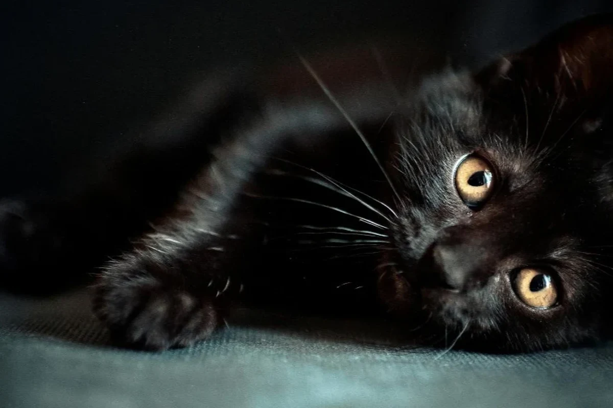 A relaxed cat lounging comfortably at home, symbolizing low-maintenance pet care.