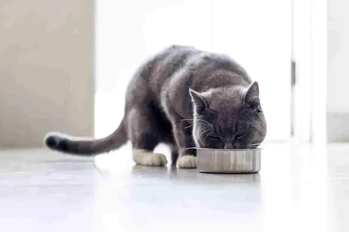 Cat on a diet with healthy food and exercise plan
