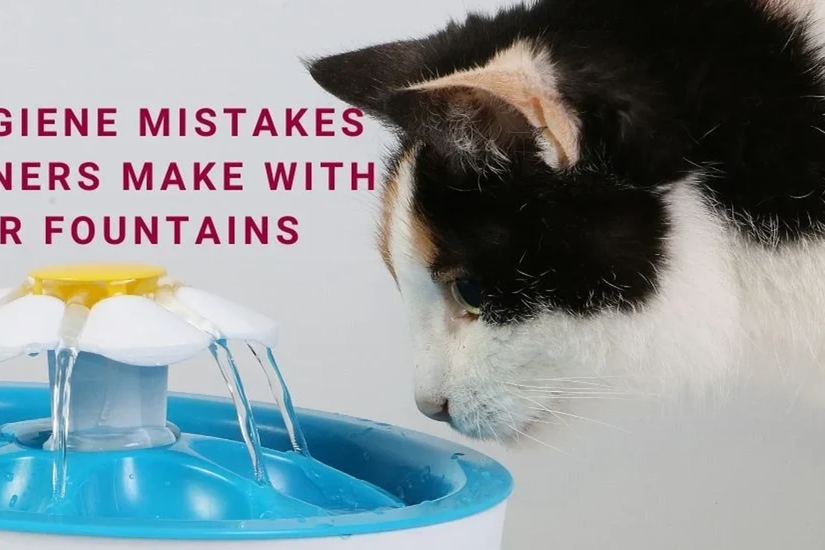 Understanding how dirty cats can impact your home hygiene.