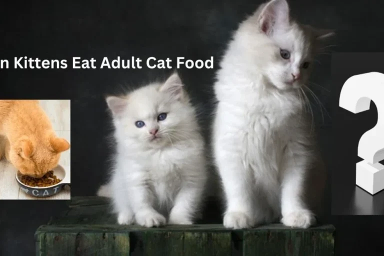 What Do Kittens Like to Eat for Healthy Growth and Happiness