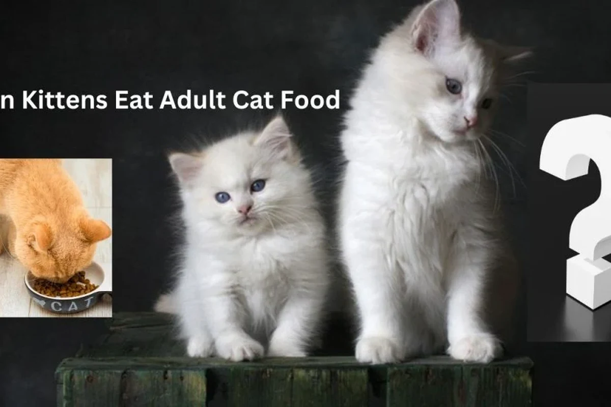 Kitten enjoying a bowl of nutritious food