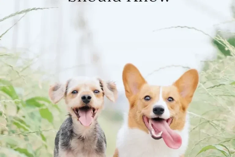 Can Dogs Get Sick from Cats What Every Pet Owner Should Know