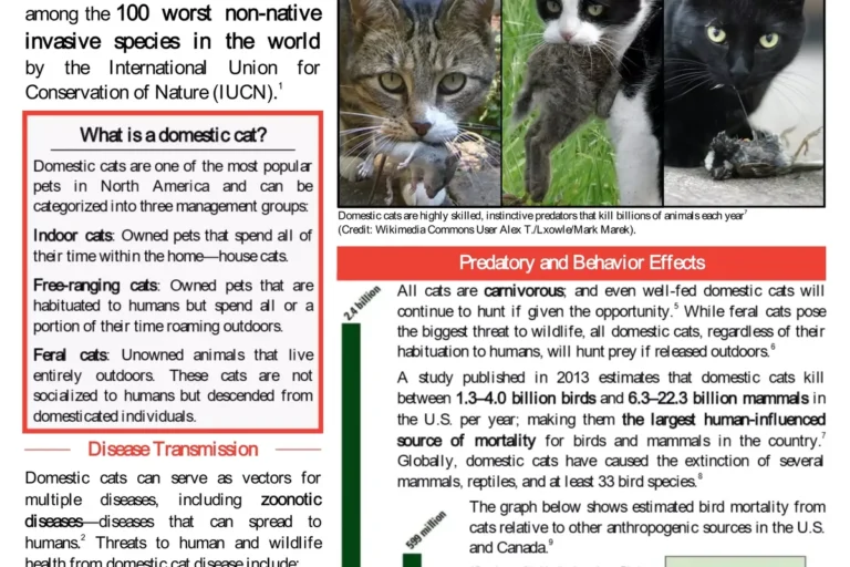 Can Domestic Cats Kill Humans Surprising Facts You Need