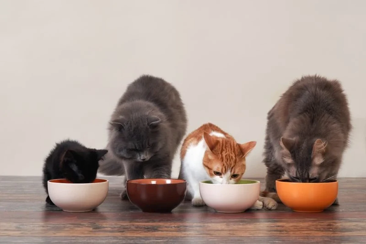 A group of cats lounging together, showcasing their playful nature.