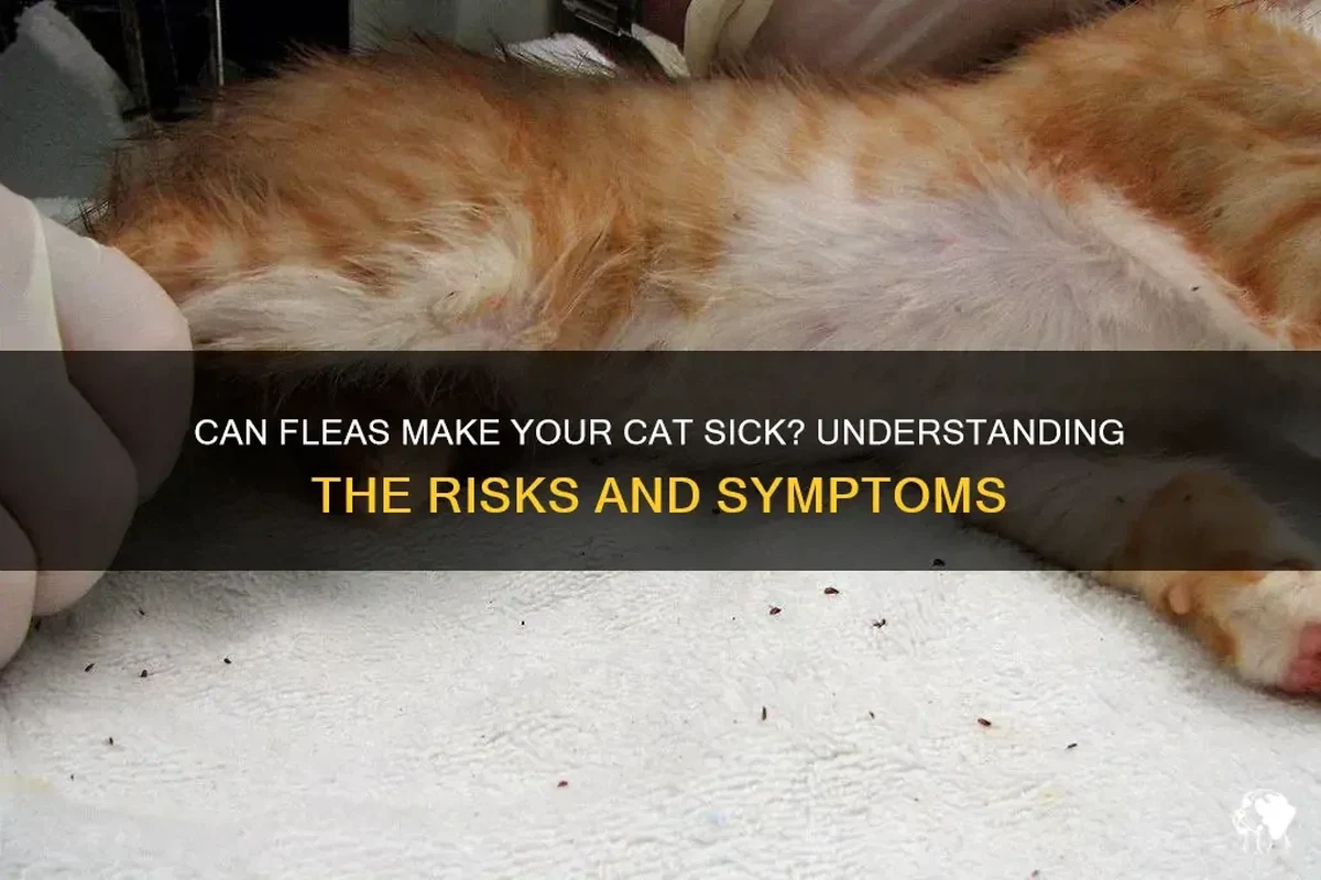 A healthy cat lounging comfortably in a clean environment