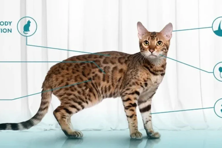 What Does a Healthy Cat Look Like Signs to Ensure Wellbeing