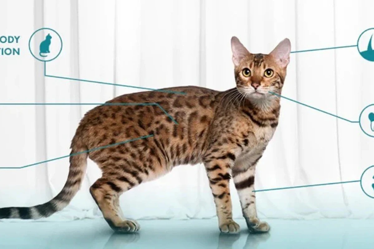 Healthy cat with bright eyes and shiny coat