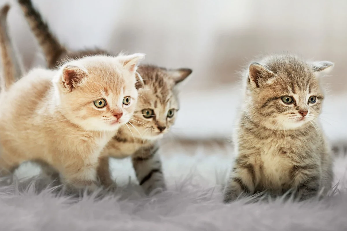 A cat showing signs of lethargy and hiding, common symptoms of kidney disease.