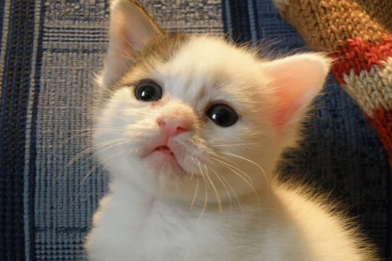 How Do I Take Care of a Kitten for a Happy Healthy Life