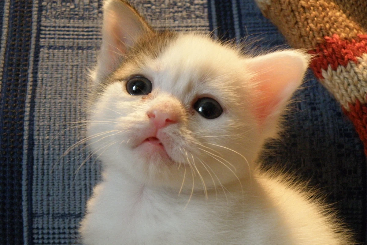 A happy kitten playing with toys and exploring its safe environment.