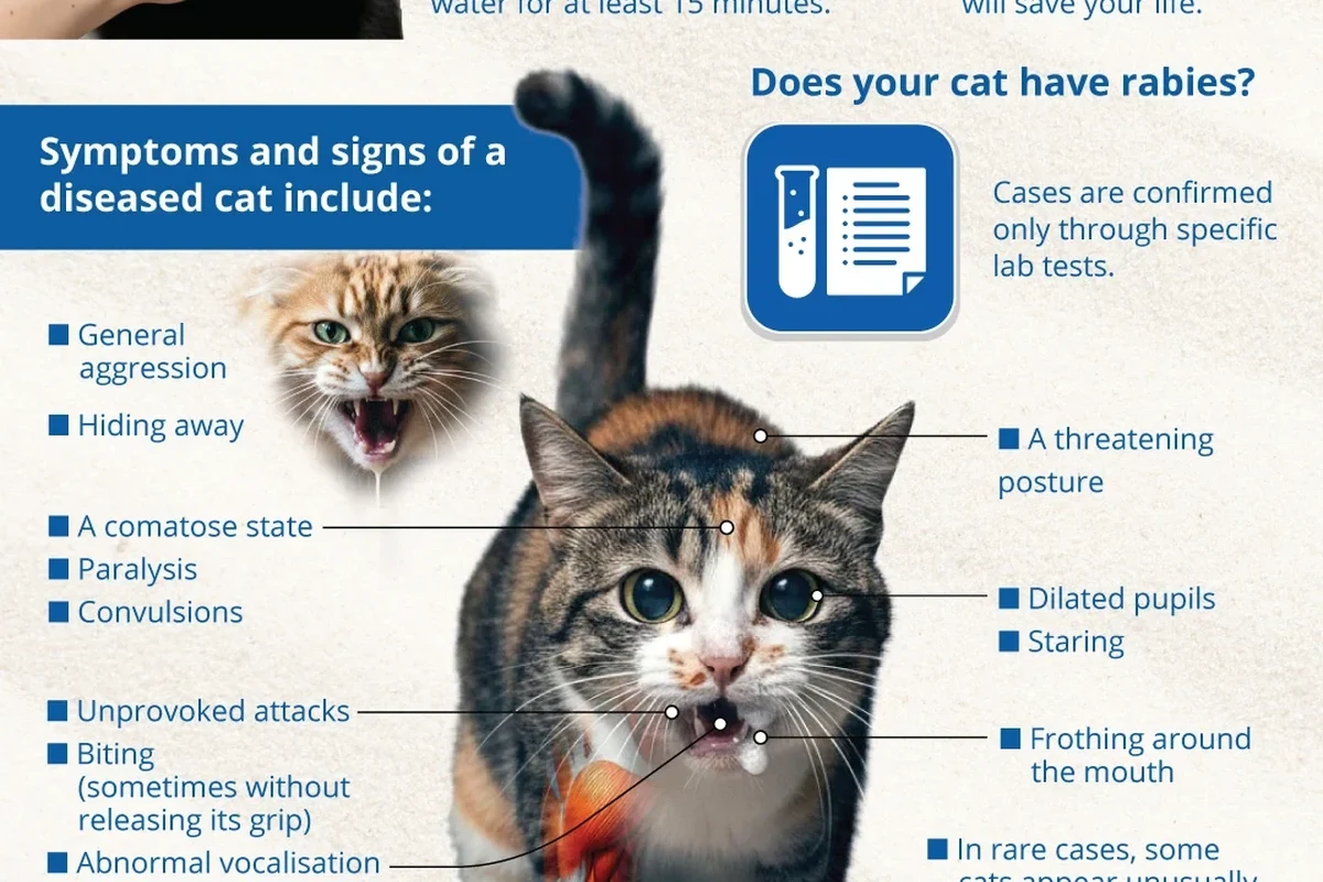 A concerned kitten with a playful expression, symbolizing health monitoring.
