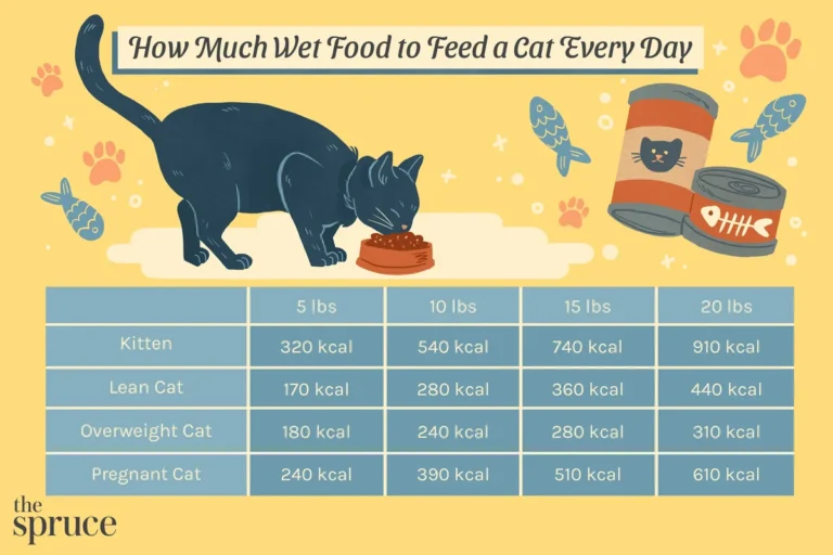 How Much Dry Cat Food Should a Cat Eat for Optimal Health