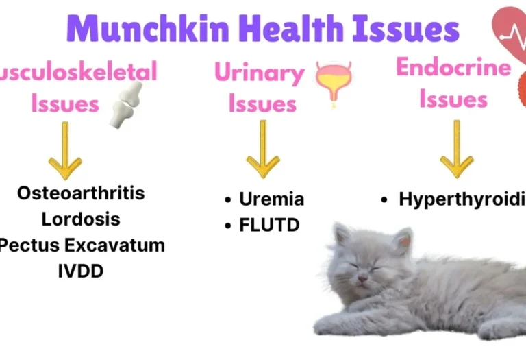 Do Munchkin Cats Have Health Issues Learn the Facts You Need