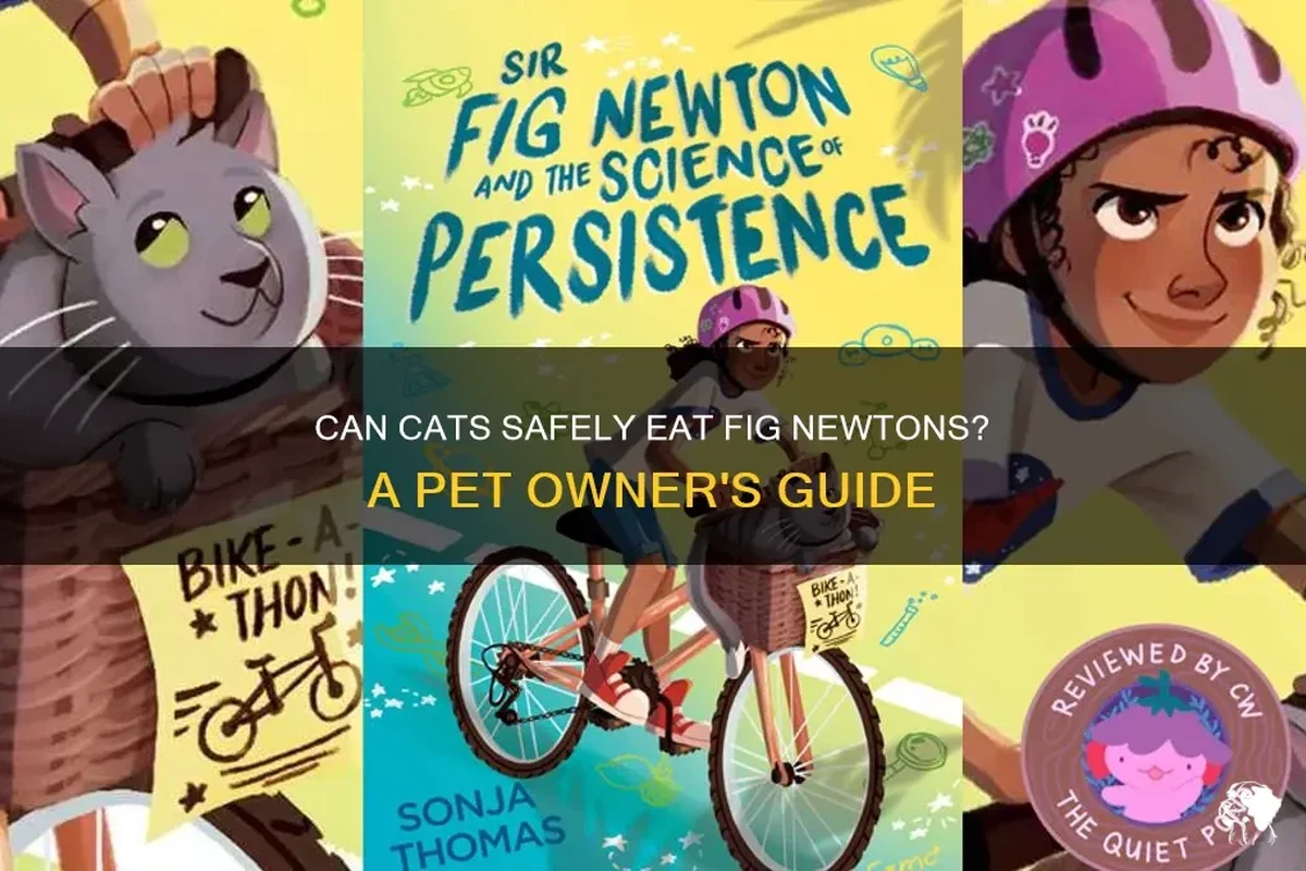 A cat looking curiously at a Fig Newton cookie.