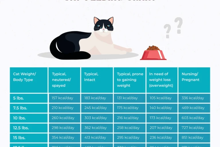 How Often Should You Feed Your Cat for Optimal Health