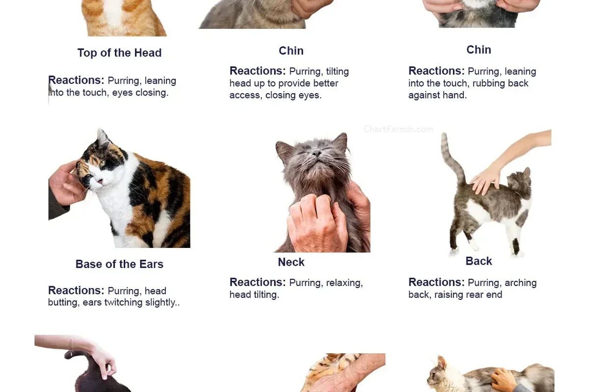 A person gently petting a relaxed cat in a calm environment.