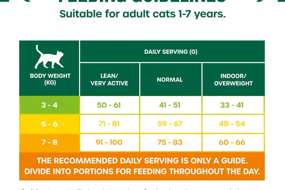 A cat being fed with a bowl of nutritious cat food