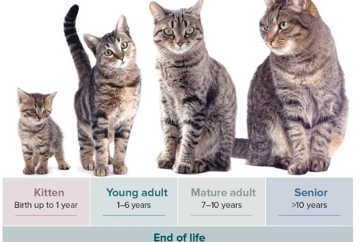 A cat's throat anatomy showing tonsils and their health importance