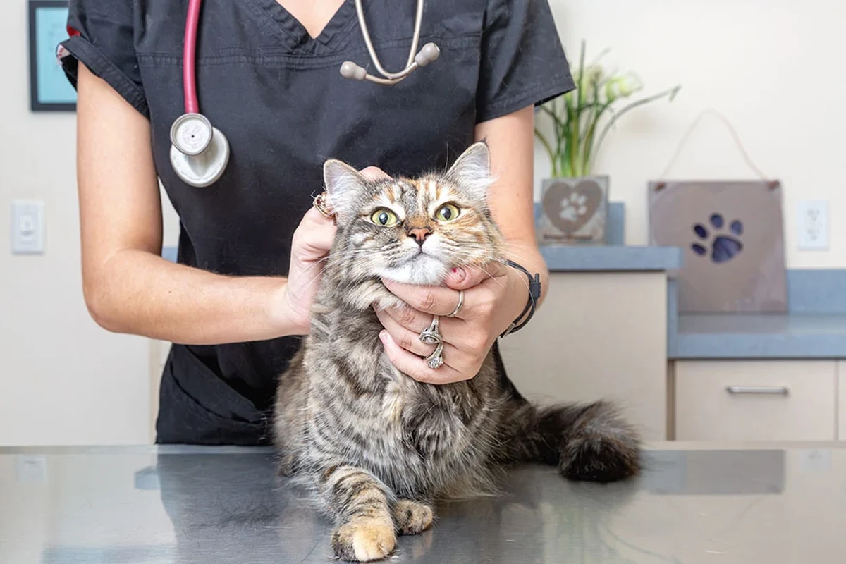 A cat exploring its food options, highlighting the importance of diet in feline health.