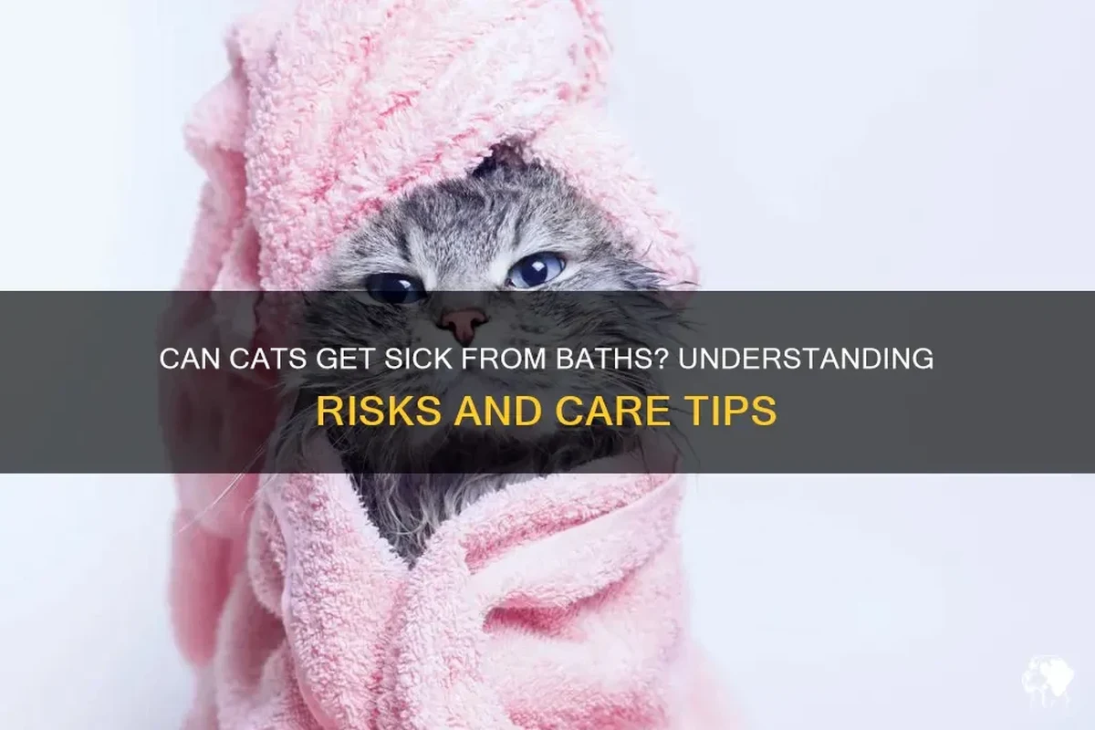 A concerned cat owner caring for a sick cat at home.