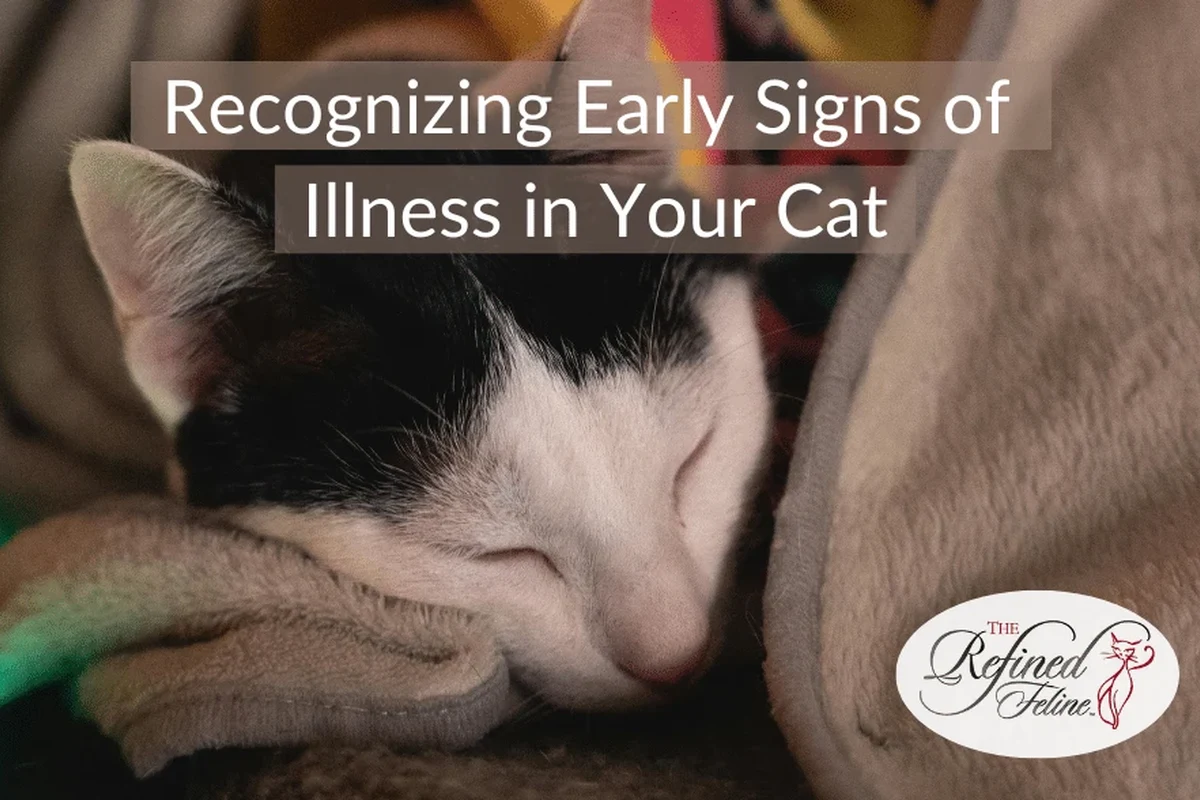 Healthy cat with bright eyes and shiny coat