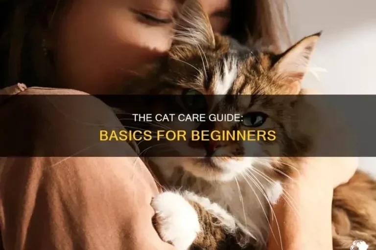 Is Taking Care of a Cat Hard Tips for a Happier Pet