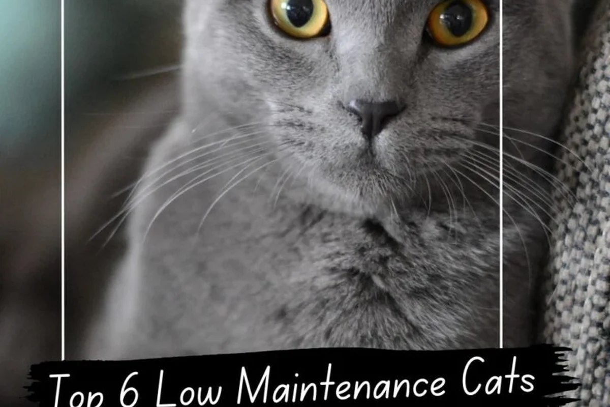 A cat lounging comfortably in a clean, cozy environment, illustrating low-maintenance pet care.