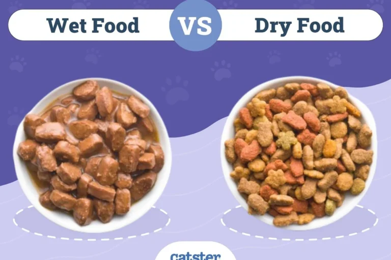 How to Get Your Cat to Eat Dry Food and Love Mealtime Again