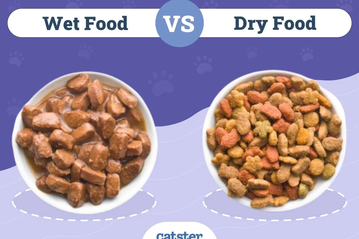 A cat eating dry food from a bowl.