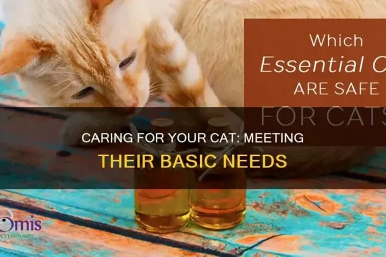How Do You Take Care of a Cat for a Happy and Healthy Life