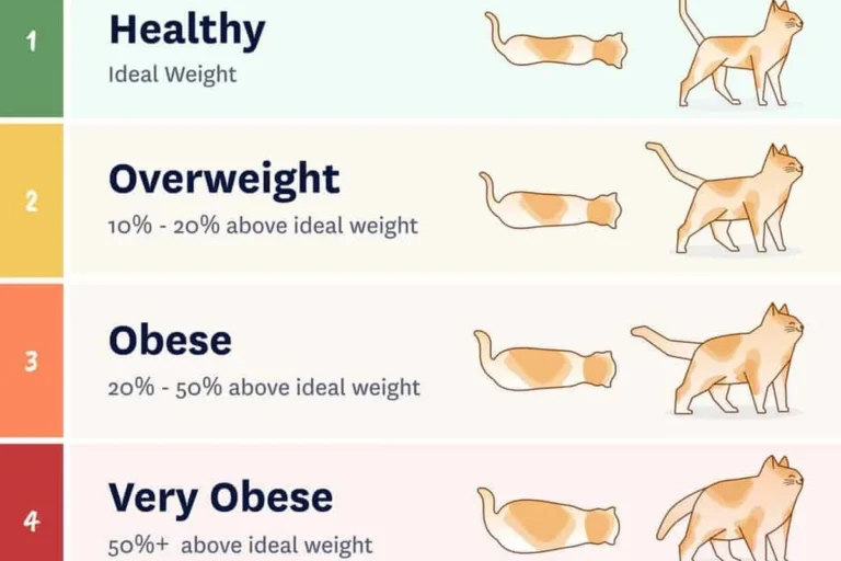 How to Put My Cat on a Diet for a Healthier Happier Life