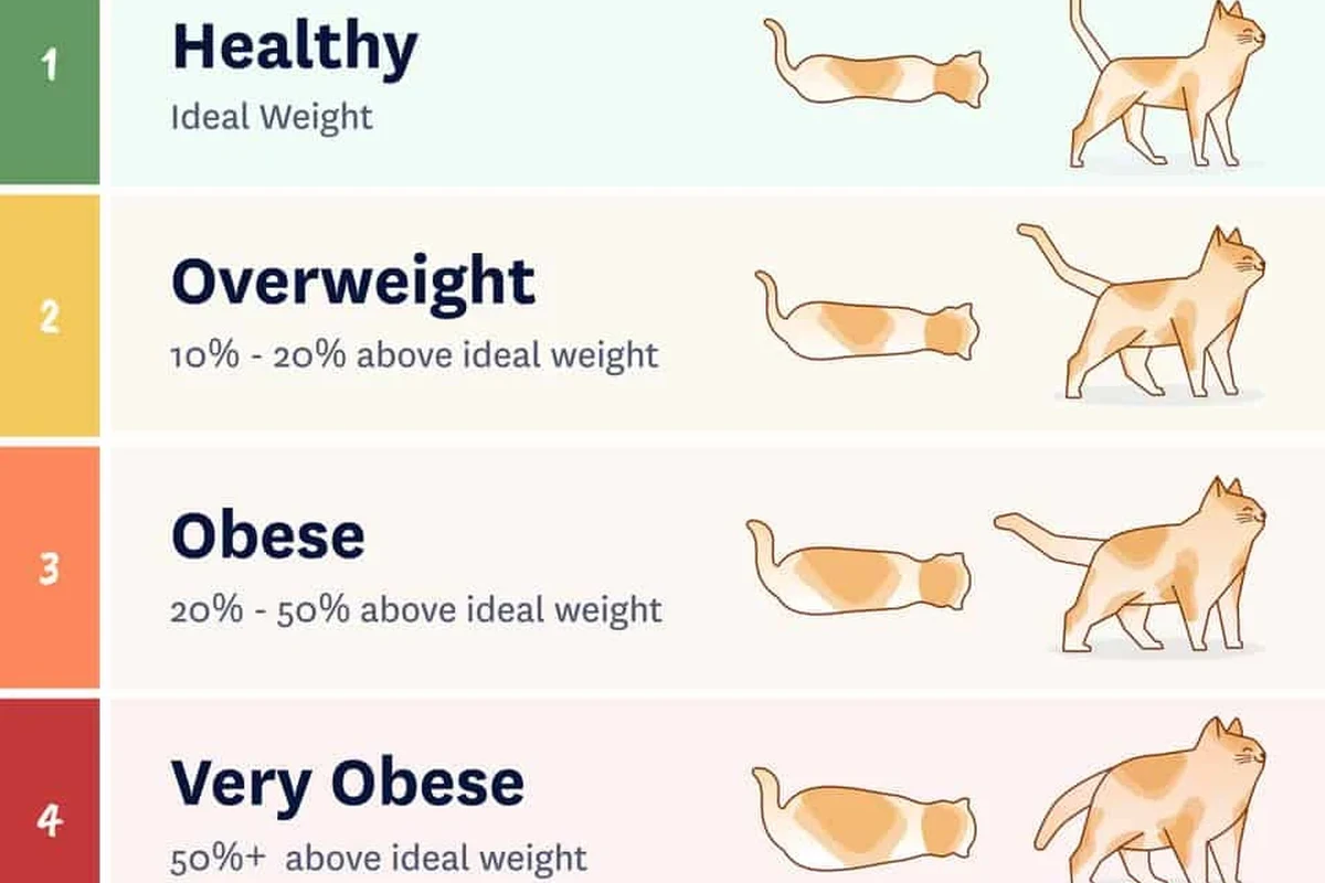 Cat on a diet with healthy food and exercise plan