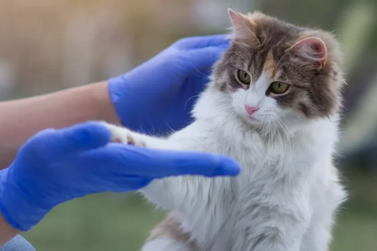 What Are the Symptoms of Kidney Disease in Cats to Watch For