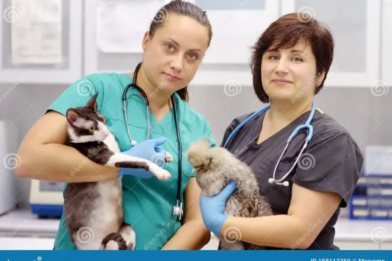 What Are Symptoms of a Pregnant Cat Essential Signs to Know