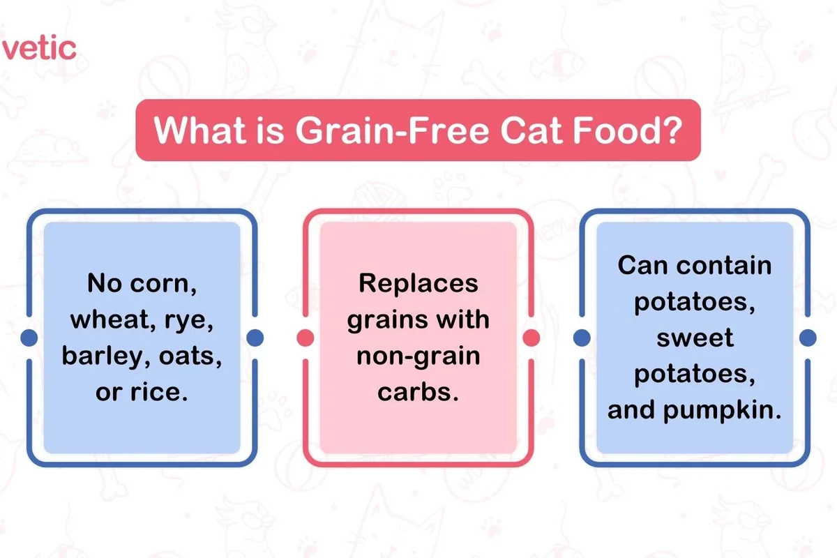A cat looking at a bowl of food with grains, highlighting dietary choices.