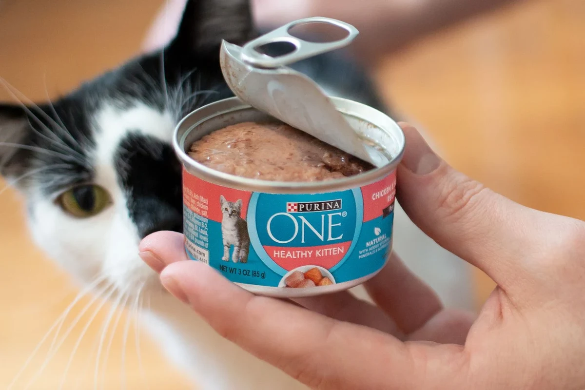 A cat looking at a bowl of wet cat food on a table.