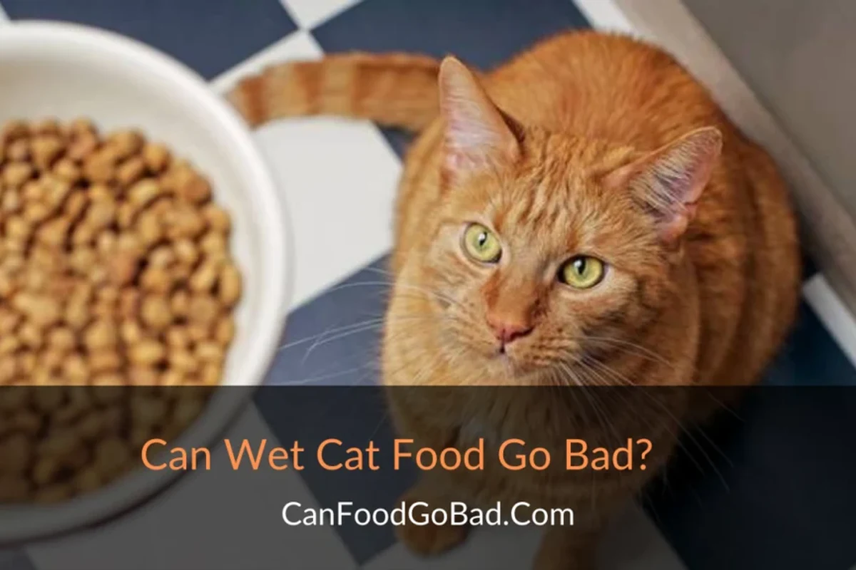 A cat enjoying wet food in a bowl, highlighting proper feeding practices.