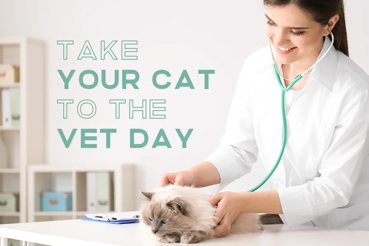 Cat with diarrhea and signs of distress