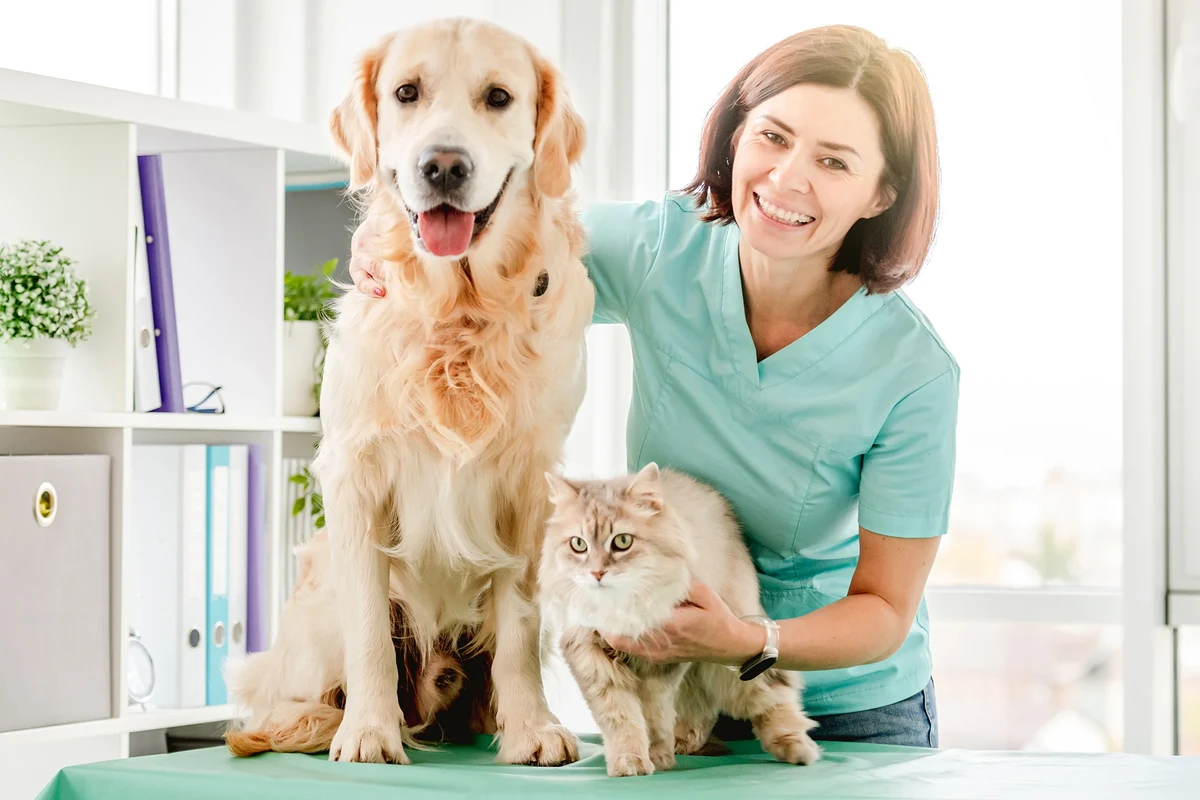 Cat experiencing diarrhea, showing signs of discomfort and health concerns.