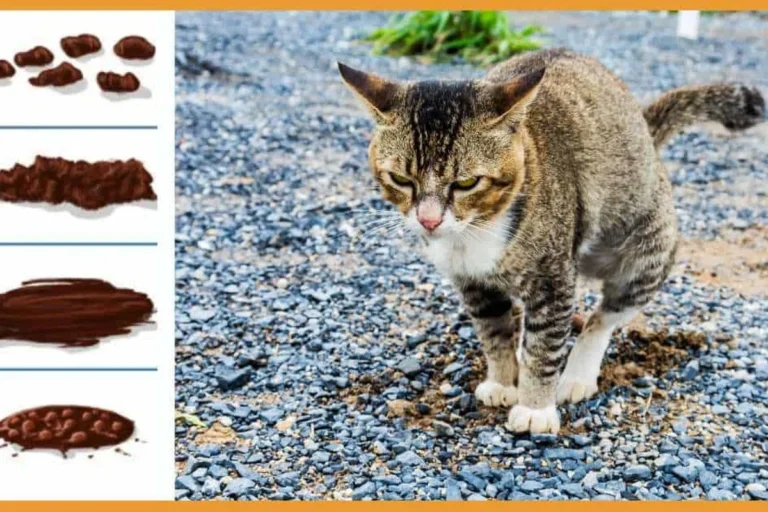 What Does Cat Diarrhea Look Like Signs Causes and Solutions