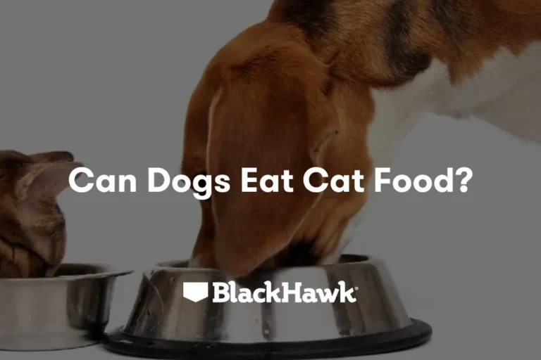 Will Cat Food Make a Dog Sick What Every Pet Owner Should