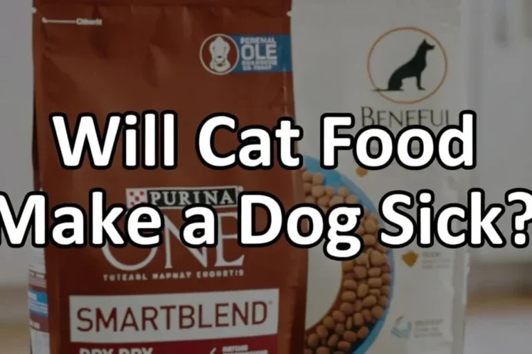 Does Cat Food Make Dogs Sick Understanding the Risks
