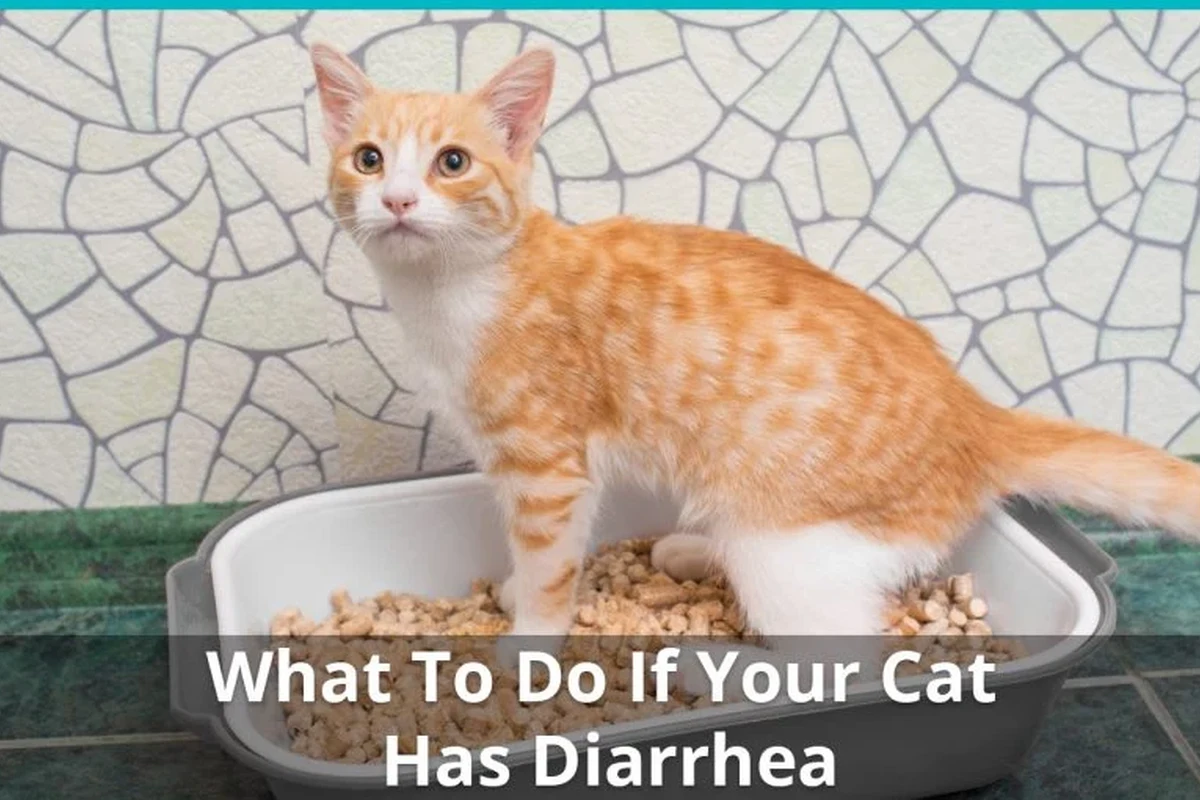 A cat experiencing diarrhea, showing signs of discomfort in a litter box.
