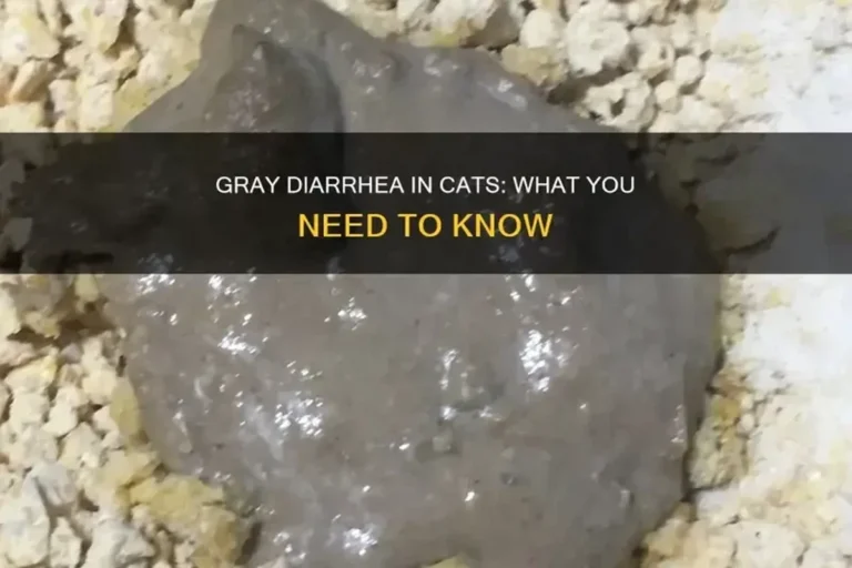 What Do You Do When Your Cat Has Diarrhea Quick Relief Tips
